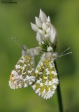 Orange Tips 090510_5